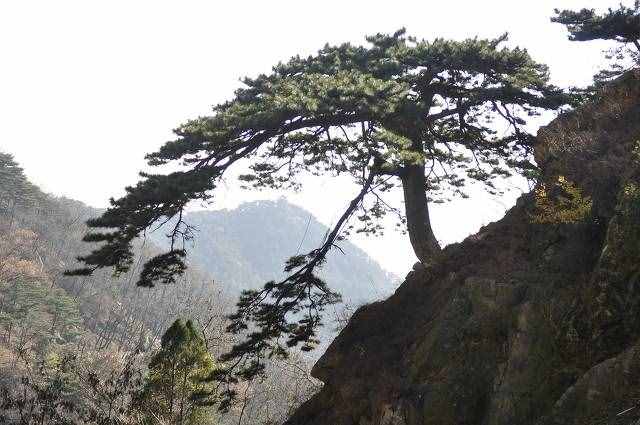 民间故事—泰山传说之三泰山迎客松