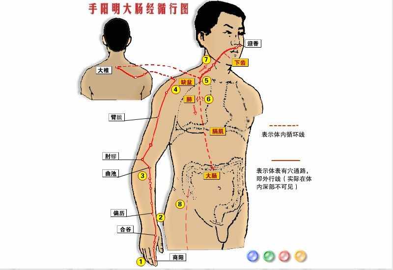 合谷穴位位置图（神奇的合谷穴）