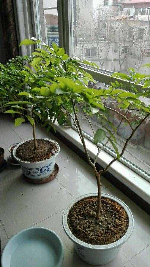 这是我种的两株黄花梨树苗，炫耀一下，茁壮成长啊！