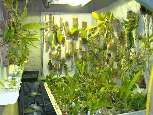 养花的环境空气干燥，植物容易出问题，6个技巧可增加湿度