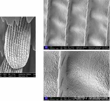 华慧高芯知识库_你不知道的事之蝴蝶篇，扫描电镜下不一样的世界