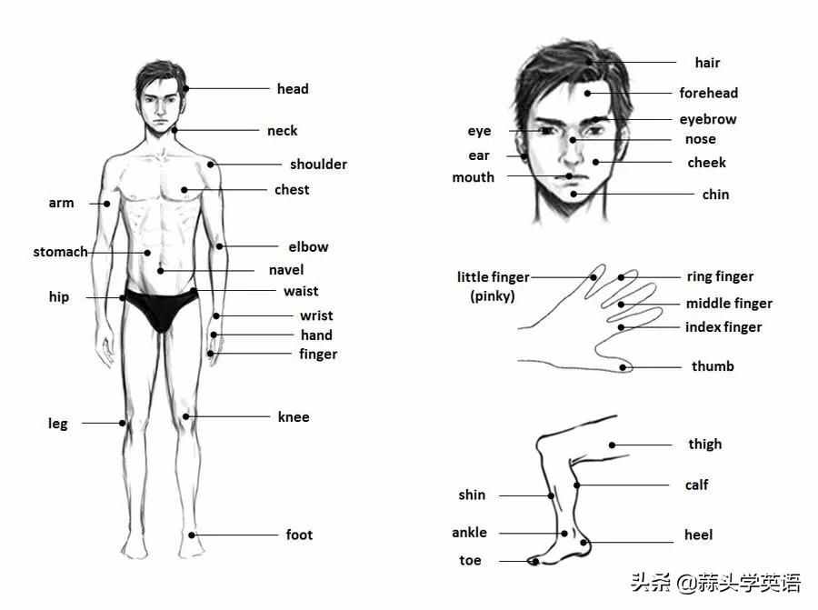 人体构造英文图解