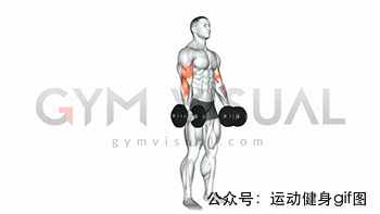 30张肌肉动图谱告诉你，手臂肌肉怎么练