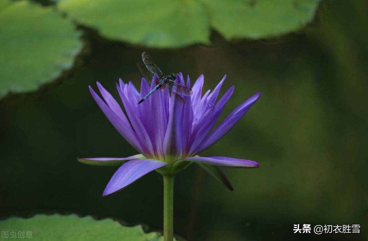 荷花并没有青色的，李白为什么称自己为，青莲居士？