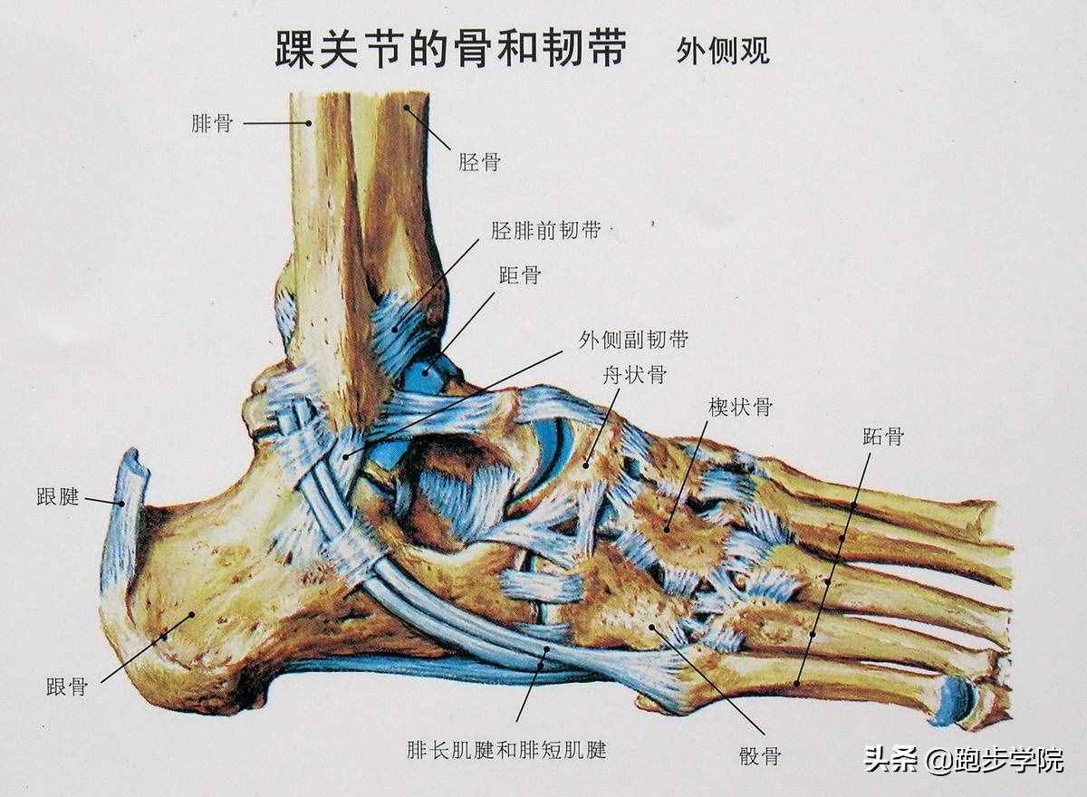 关于脚踝扭伤的所有干货，都在这了