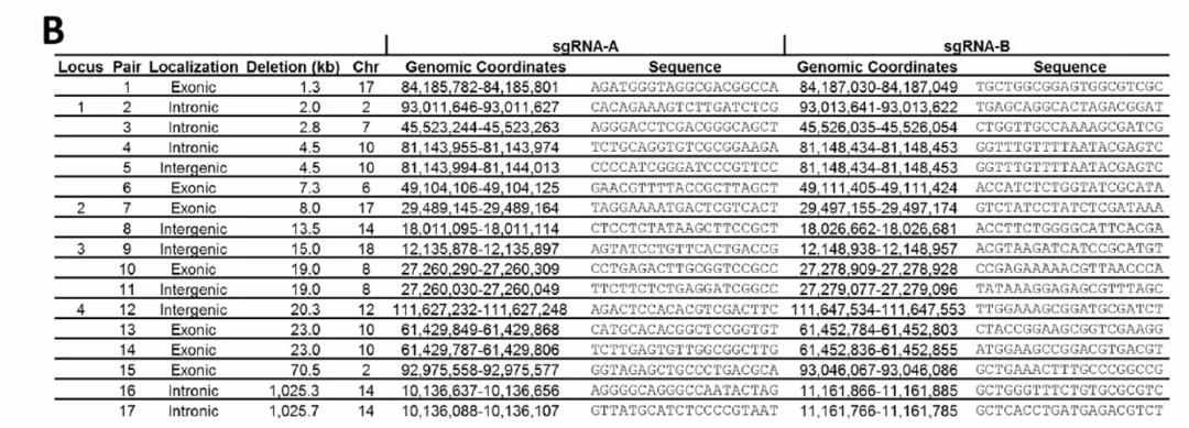 CRISPR/Cas9敲除LncRNA或者外显子的效率是多少？