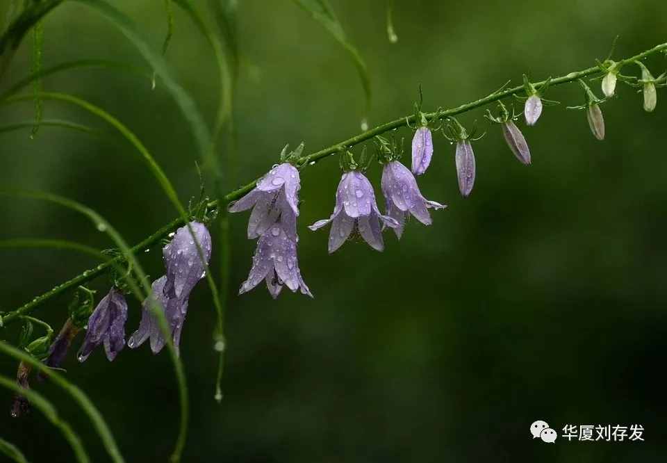 咏二十四节气之谷雨词十首——刘存发