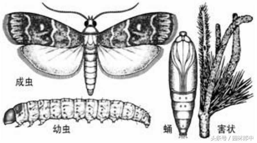 松梢螟的发生特点及防治方法