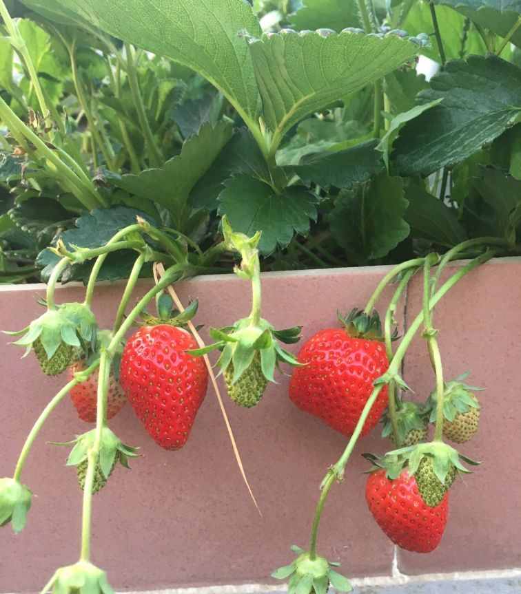 阳台如何种草莓，记住3点就好了，果多又甜，能结好几茬