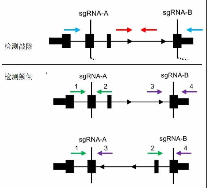 CRISPR/Cas9敲除LncRNA或者外显子的效率是多少？