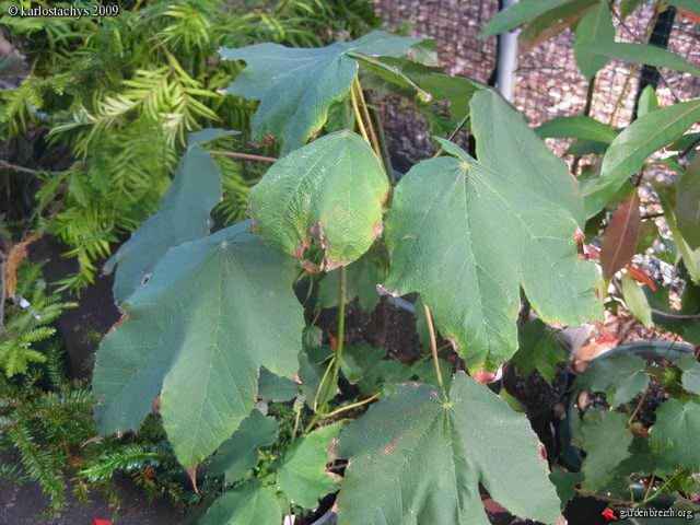 中国珍稀植物的危机（五小叶槭）