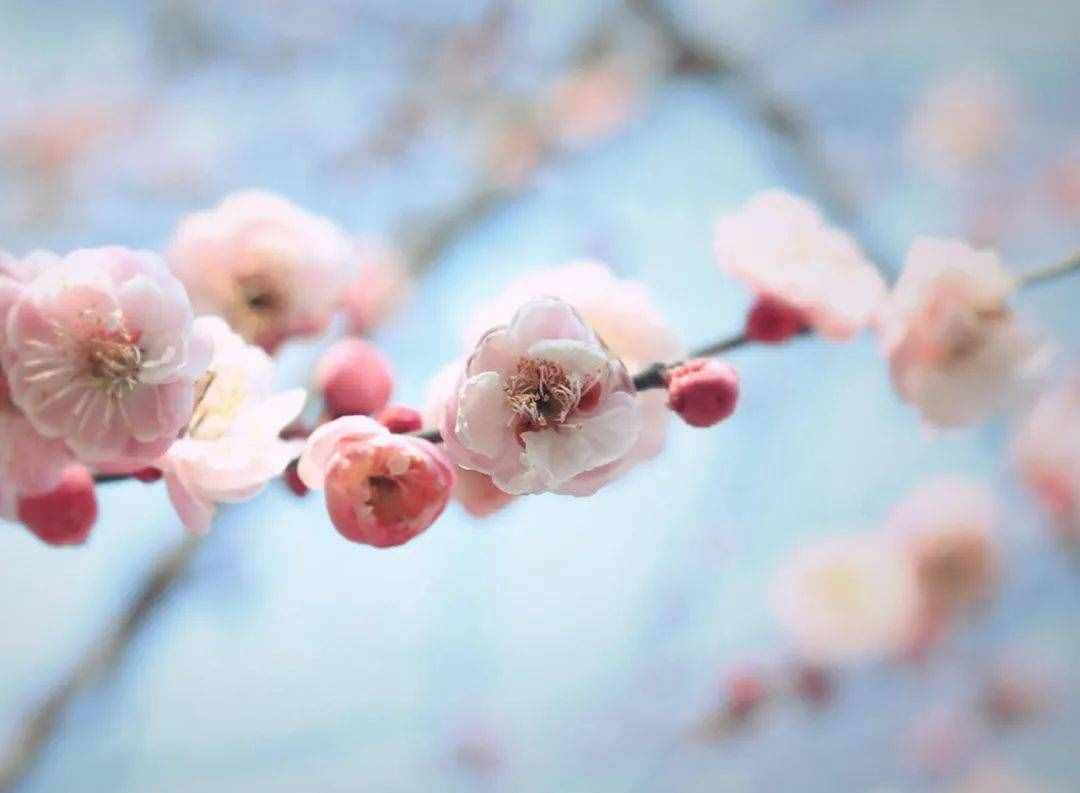 梅花香自苦寒来，十首观梅的诗词，一起欣赏美丽的梅花吧
