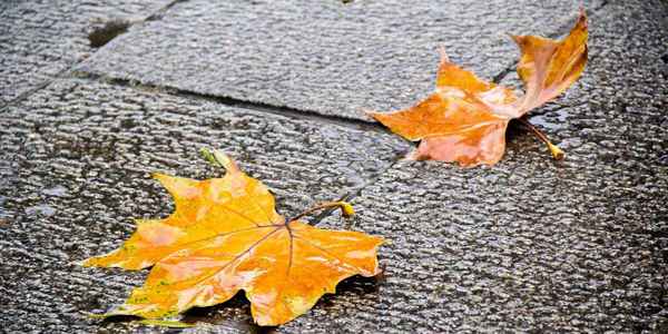 一场秋雨一场凉，秋雨绵绵秋意长