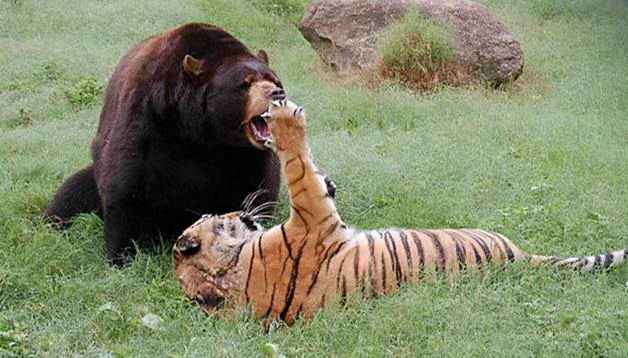 老虎和熊怎么打架的？老猎人：老虎耍滑头，熊就没打赢过