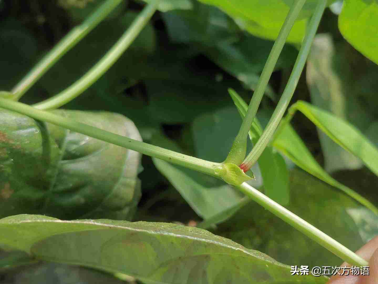 一种“神秘”的豆科植物