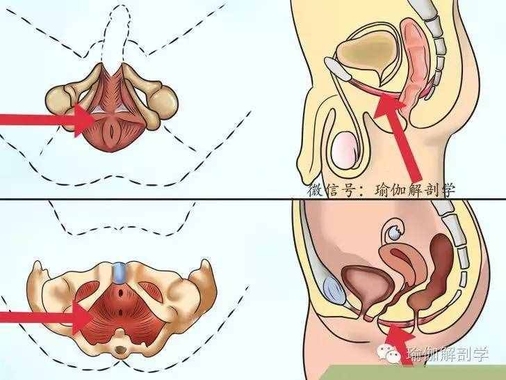 什么是PC肌？怎么锻炼PC肌？