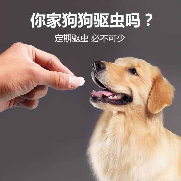 饲养金毛犬最正确的方法，你学会了吗？