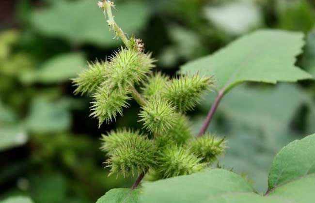 植物传播种子有哪些方法 四种常见方法介绍