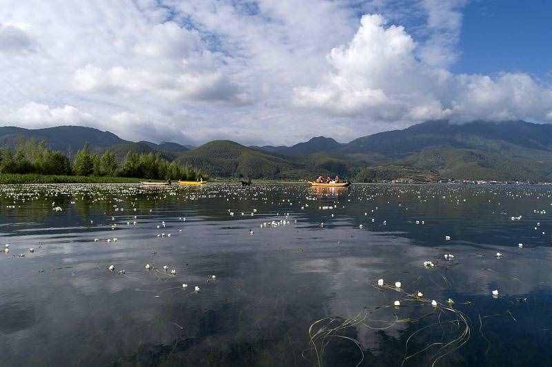 原来“水性杨花”真的存在！好看还能吃，因为它这个景点更加火爆