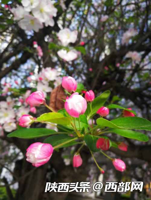 春天里的陕西｜汉中汉台区：校园满春色