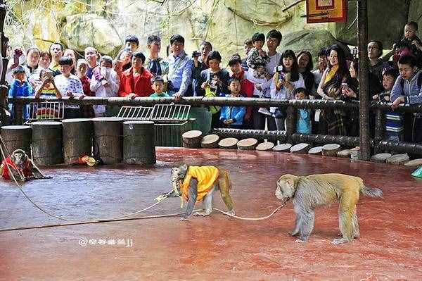 三亚 猴趣横生的南湾猴岛