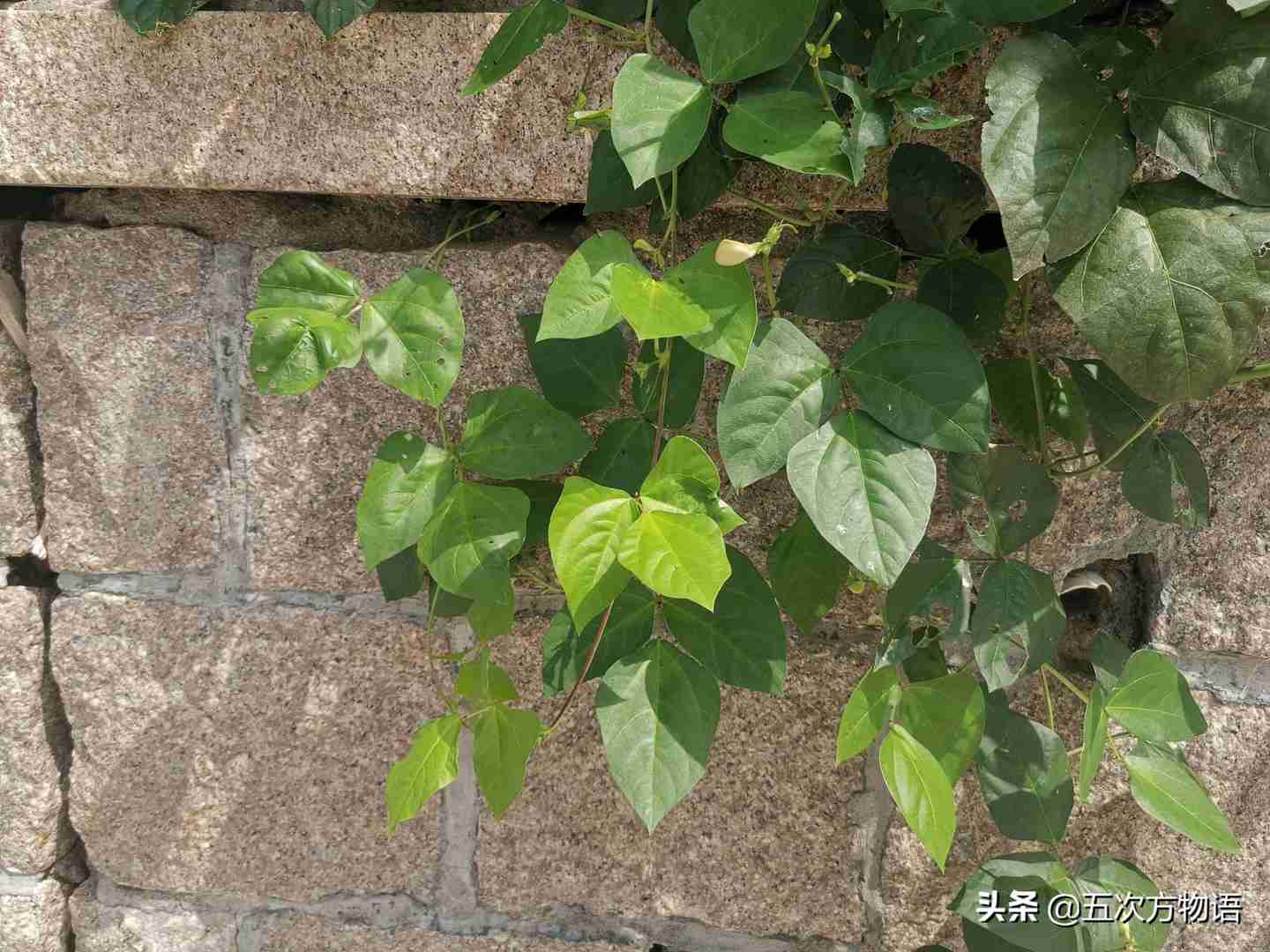 一种“神秘”的豆科植物