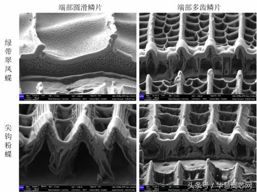 华慧高芯知识库_你不知道的事之蝴蝶篇，扫描电镜下不一样的世界