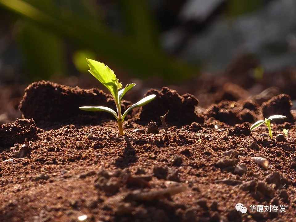 咏二十四节气之谷雨词十首——刘存发