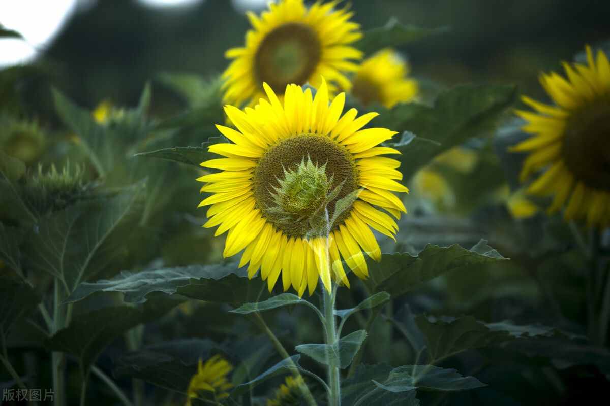 向阳花——挺直脊梁 仪表堂堂