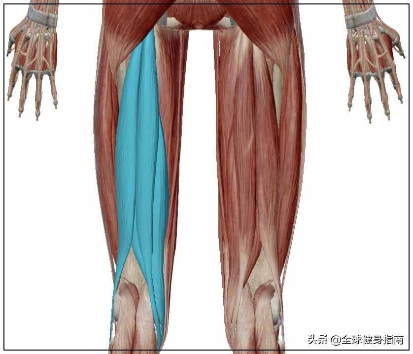 经典动作讲解-深蹲