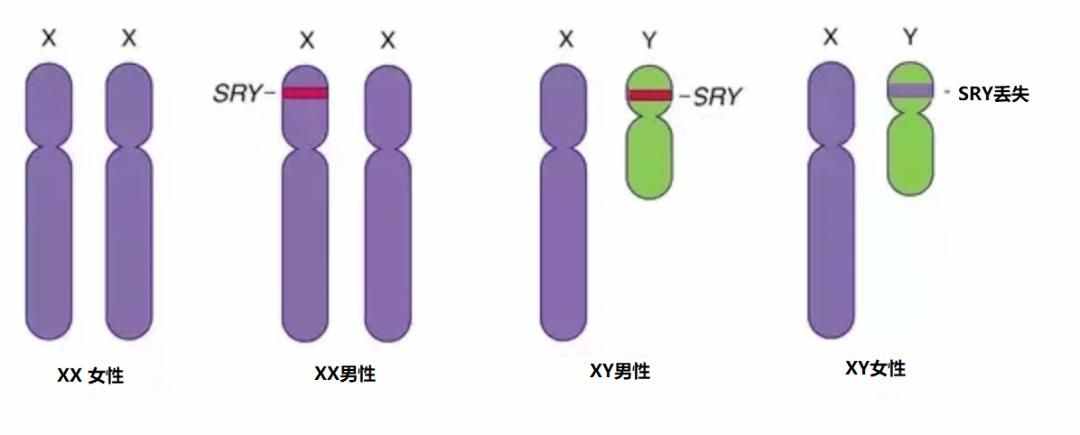 不交配也能繁殖，把有性繁殖变成孤雌生殖，能用在人类身上吗？