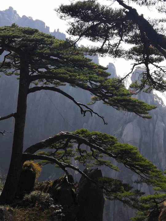 大美黄山奇松怪石