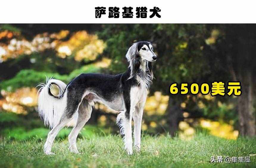 世界上最贵的狗排名（哪一类狗狗最贵？）