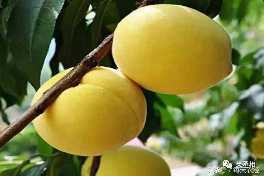 桃树品种-黄金蜜系列