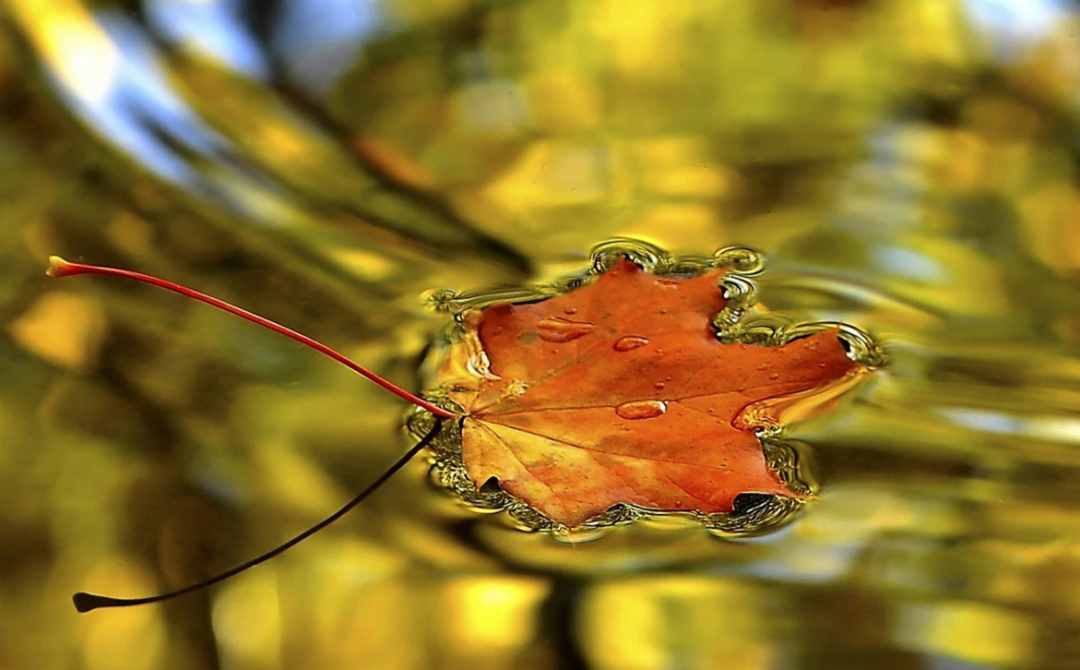 「诗词鉴赏」节物催吾老 天涯见立秋，邂逅最美立秋诗词