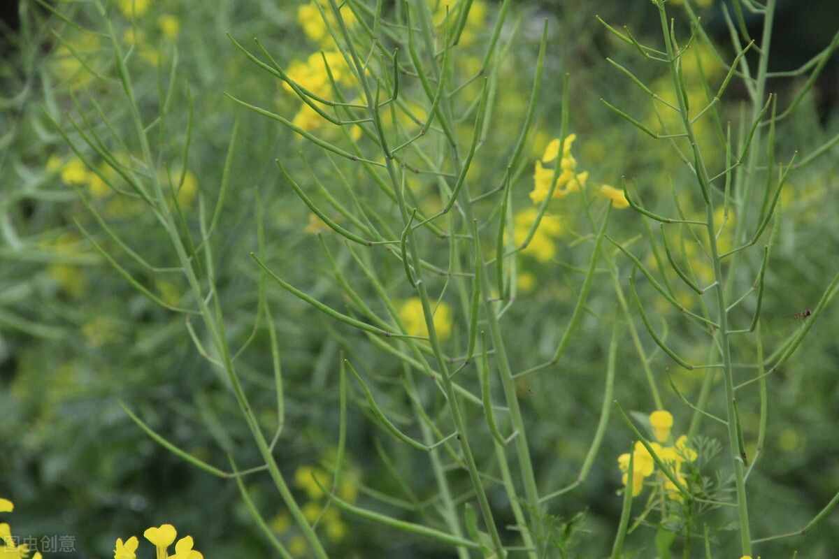 春雨滴滴洒新绿