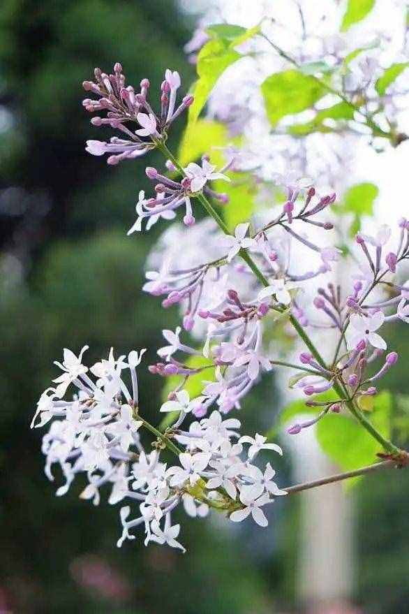 养一盆小家碧玉的丁香花，清秀淡雅，着实惹人怜惜！