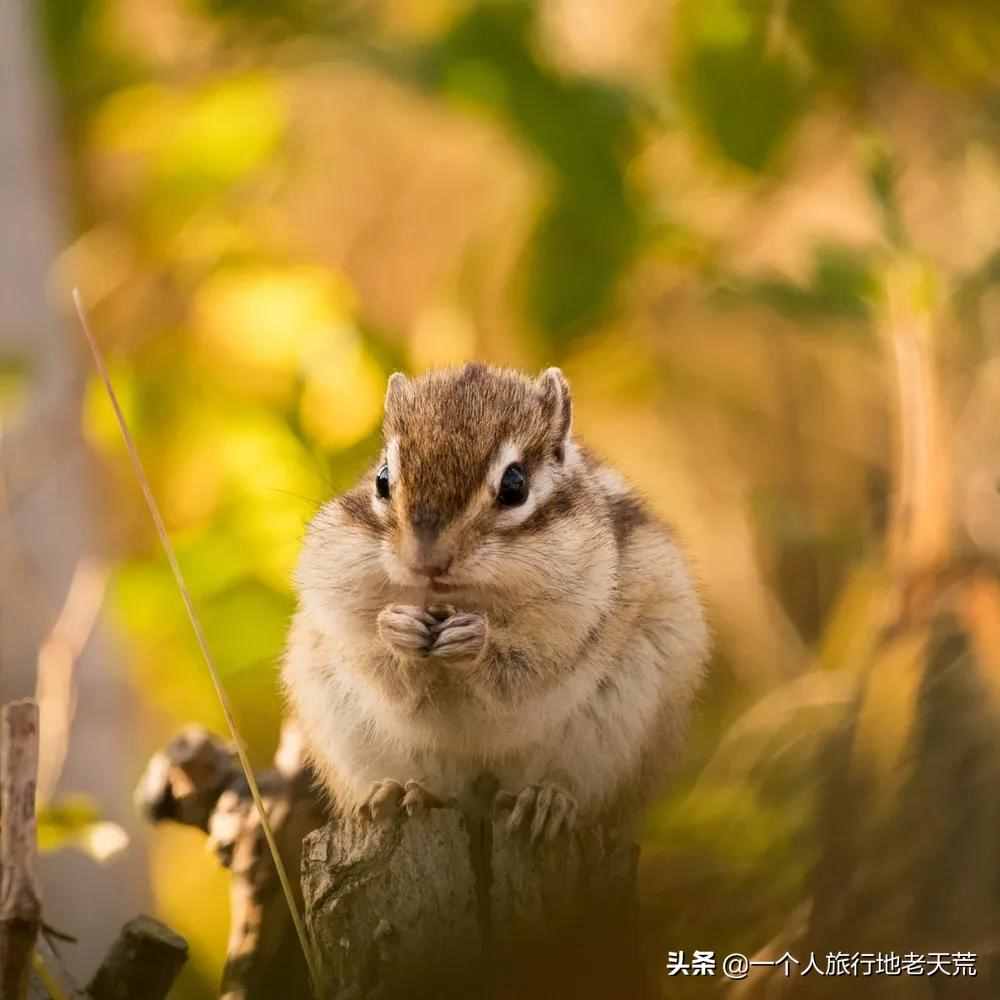 多地重启跨省游！9、10月全国最美的地方都在这了，挑一个出发吧