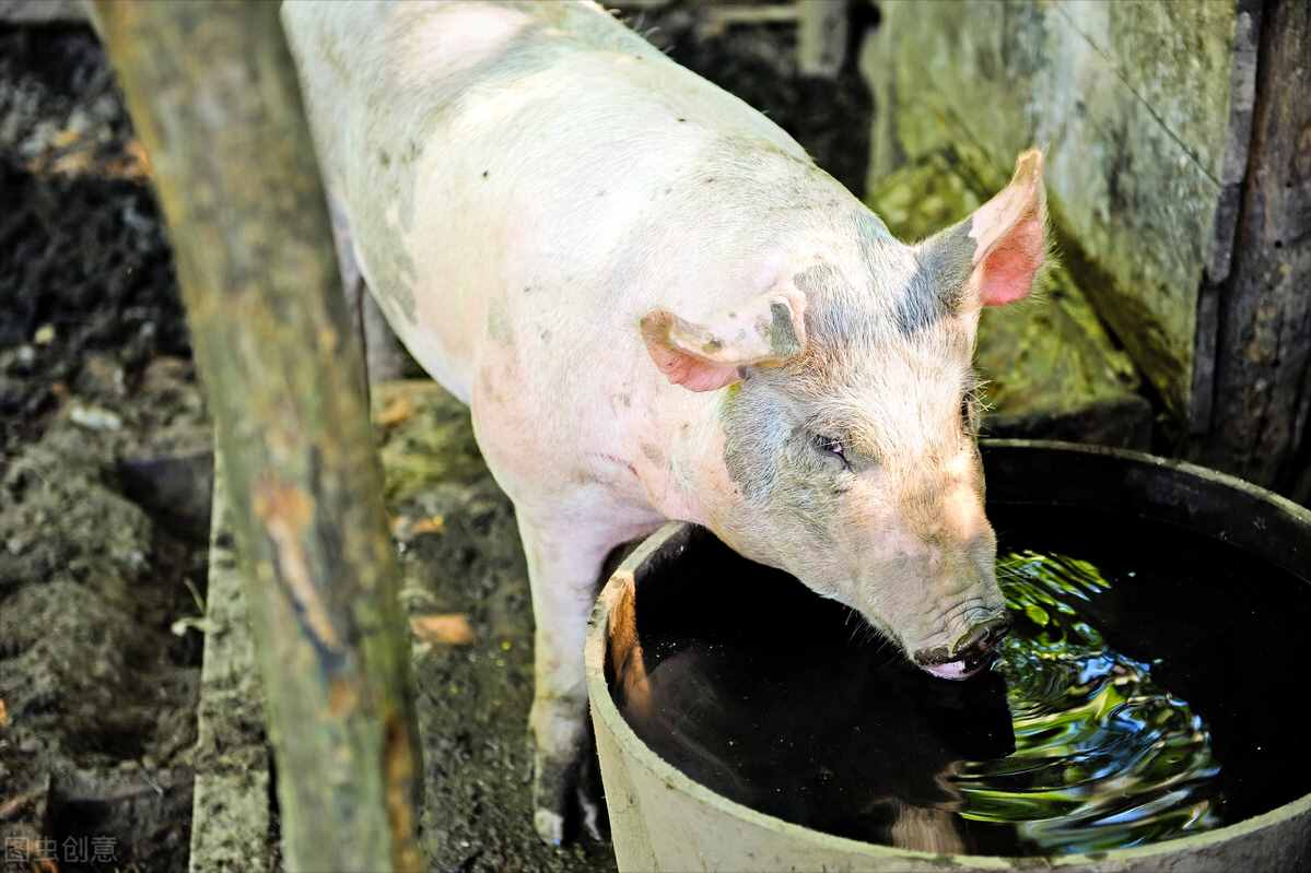 猪流感的症状表现与如何防治