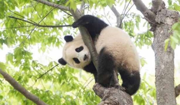 “濒危”降为“易危”，大熊猫还是国宝吗？