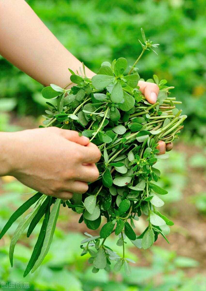 马齿苋：夏日难得的山野佳蔬，药食兼用作用大，对付少白头就吃它