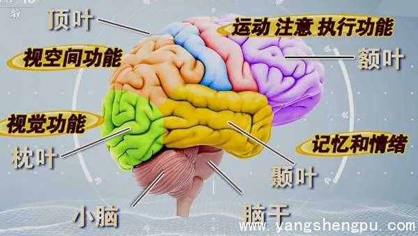 大脑分析图（大脑各个区域的功能图）