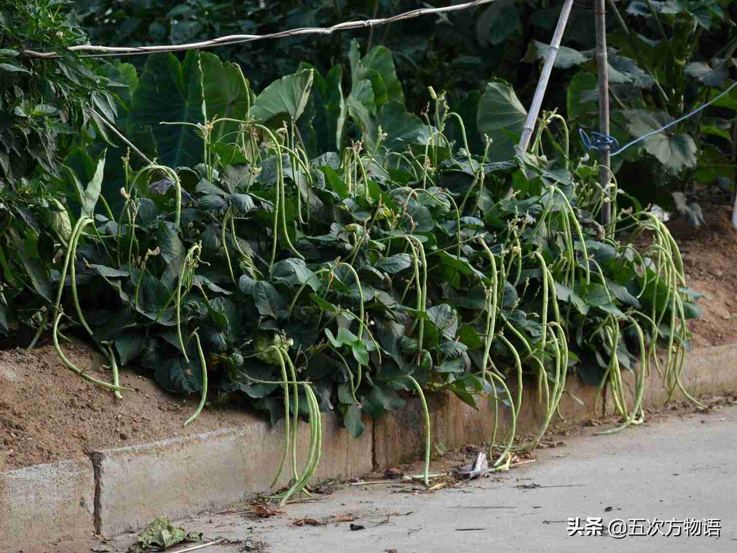 一种“神秘”的豆科植物