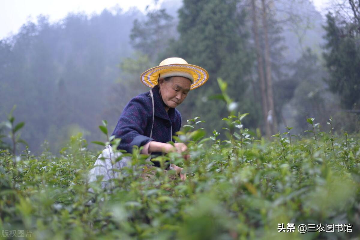 2021“母亲节”是几月几日？“母亲节”是怎么来的？我们一起看看