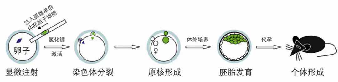 不交配也能繁殖，把有性繁殖变成孤雌生殖，能用在人类身上吗？