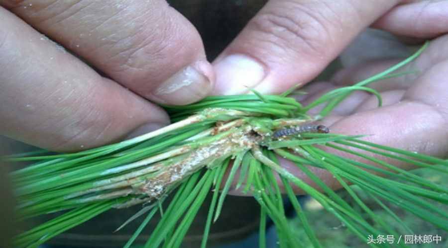 松梢螟的发生特点及防治方法