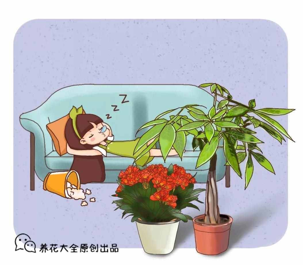 在家养这25种花，招财又旺运，聪明人都在养