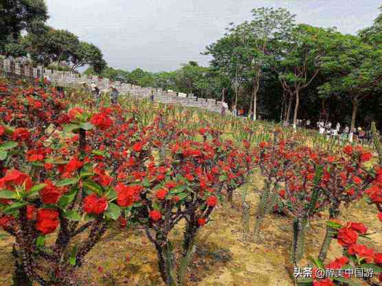 探访梦幻百花洲，大型花卉主题休闲胜地，环境优美