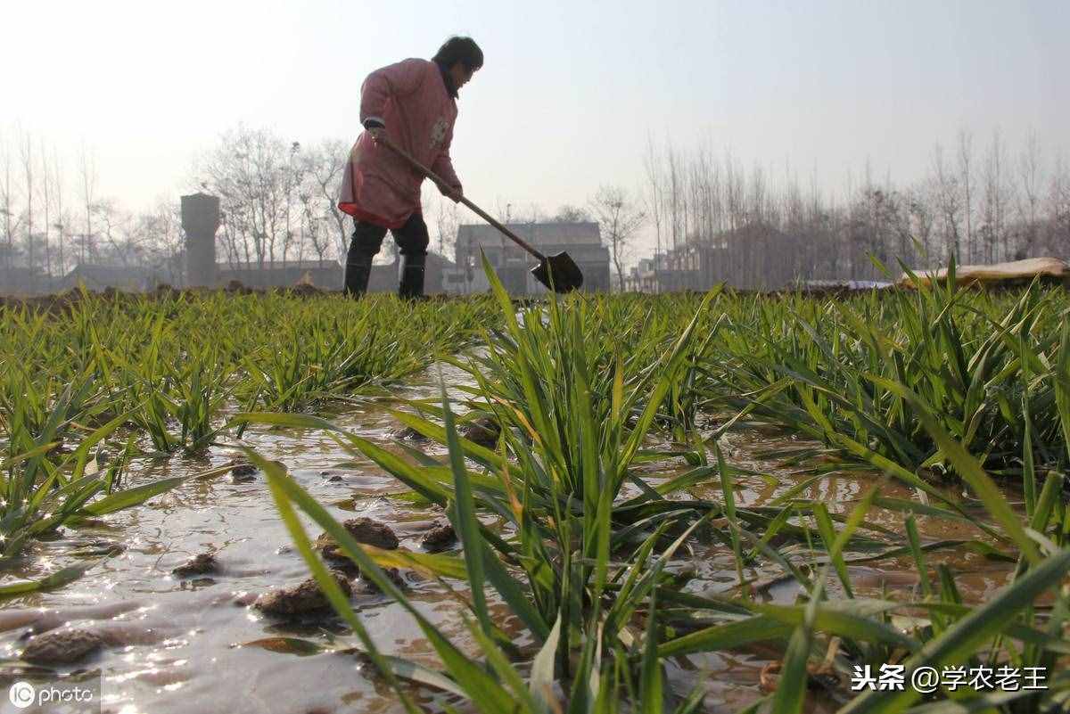 磷肥是什么？有什么功能？怎样用？半懂不懂，少不了吃亏上当