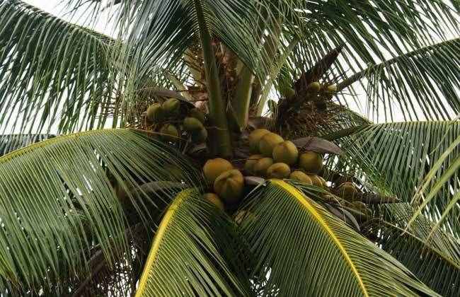 植物传播种子有哪些方法 四种常见方法介绍